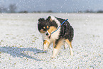 female Collie