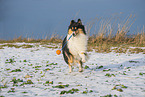 female Collie