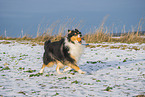 female Collie