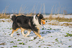female Collie