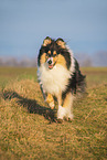 female Collie