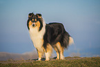 female Collie