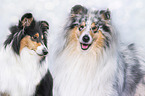 female Collie