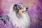 female Collie