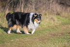 female Collie