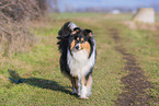 female Collie