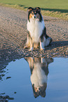 female Collie