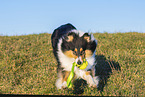 female Collie
