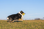 female Collie