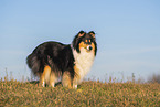 female Collie