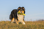 female Collie