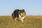 female Collie