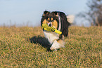 female Collie