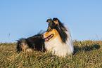 female Collie