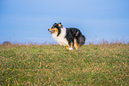 female Collie