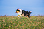 female Collie