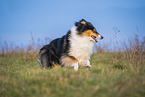 female Collie