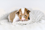 Collie Puppy