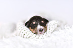 Collie Puppy