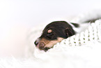Collie Puppy