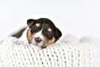 Collie Puppy