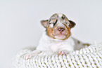 Collie Puppy