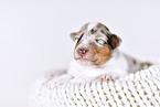 Collie Puppy