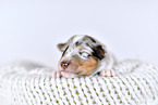 Collie Puppy