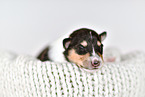 Collie Puppy