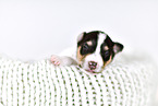 Collie Puppy