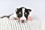 Collie Puppy