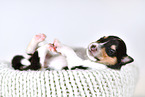 Collie Puppy