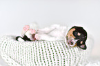 Collie Puppy