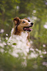 Collie