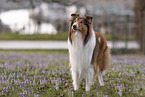 Collie