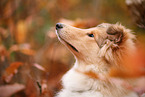 young Collie