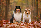 2 Collies
