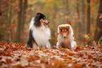2 Collies