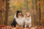2 Collies