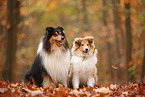 2 Collies