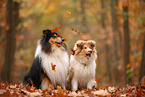 2 Collies