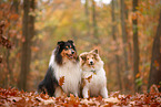 2 Collies