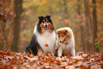 2 Collies
