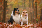 2 Collies