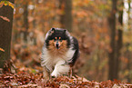 Collie