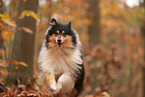 Collie