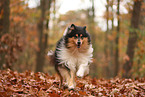 Collie