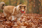 young Collie