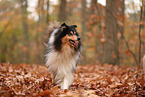 Collie
