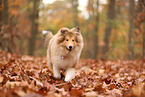 young Collie